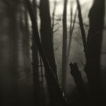 Palatinate Forest