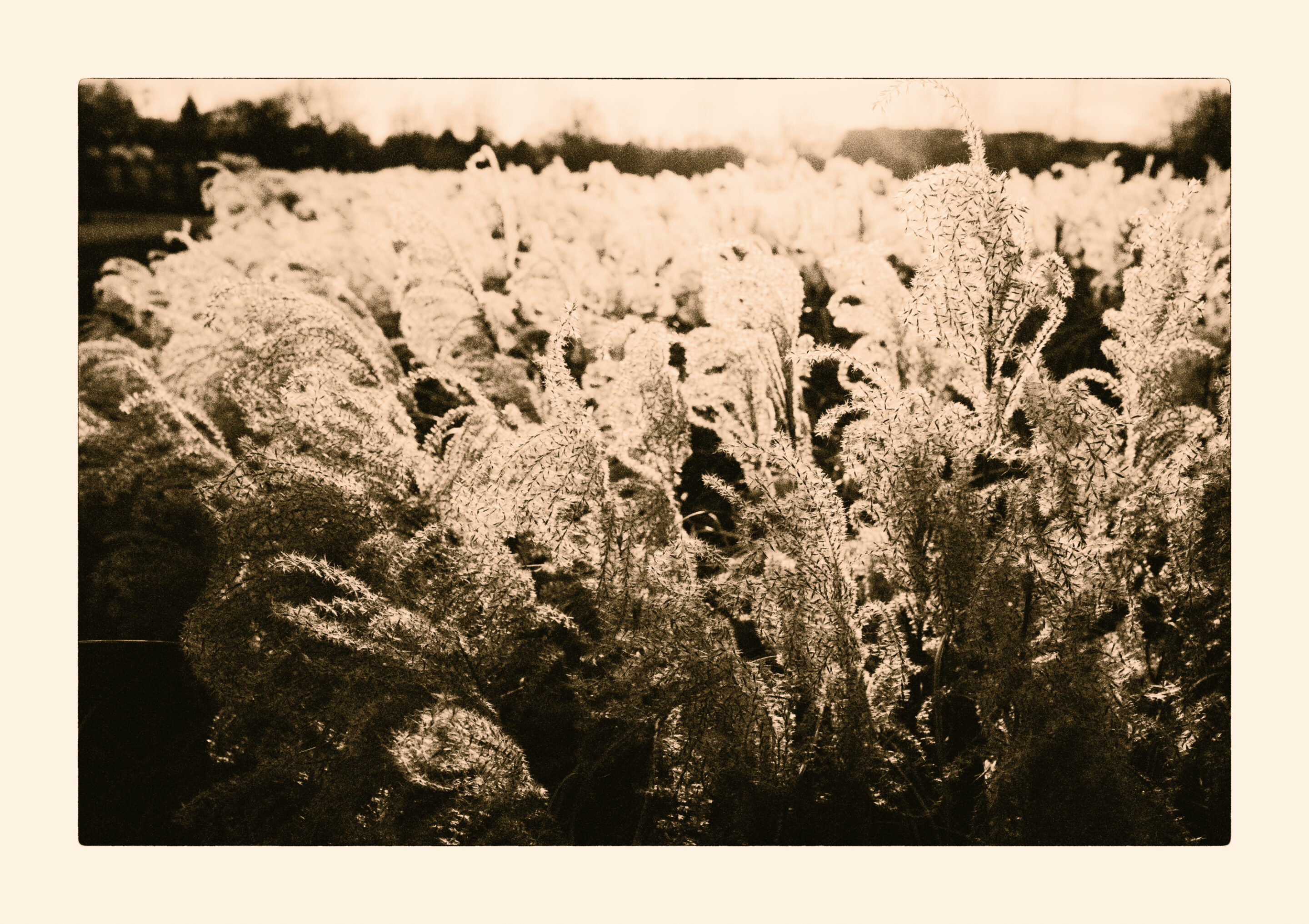 Grasses