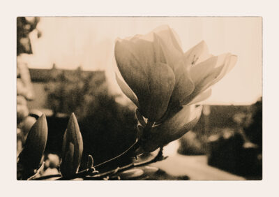 Magnolia