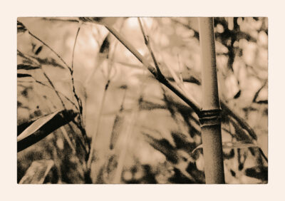 Weekly Lith 20 - A last one of our bamboo
